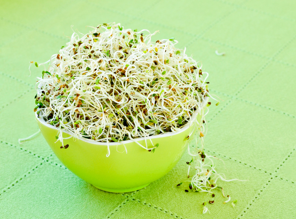豆芽照片 豆芽照片