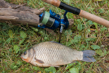 一個鯽魚魚或鯽魚在綠色草地上。抓住你