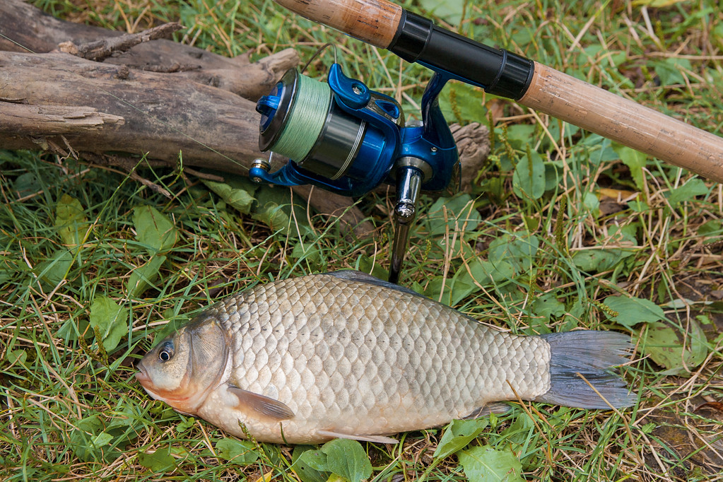 一个鲫鱼鱼或鲫鱼在绿色草地上。抓住你 一个鲫鱼鱼或鲫鱼在绿色草地上。抓住你
