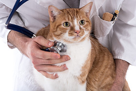 兽医检查一只猫图片