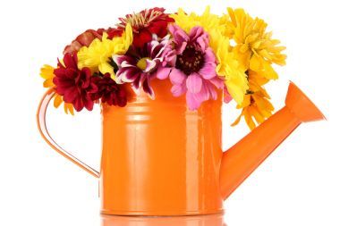 美麗的夏天在噴壺，孤立在白色的花束