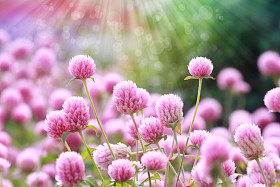 花香图片
