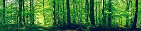 森林风光与绿色山毛榉树图片
