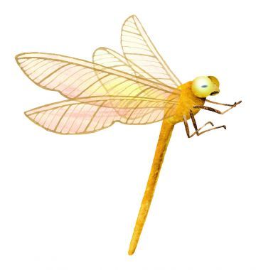 夏天的蜻蜓。飞行蜻蜓