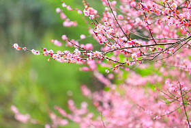 樱桃花在春天绽放