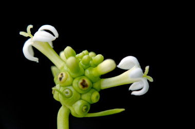 異國(guó)情調(diào)的諾麗果和孤立在黑色的花