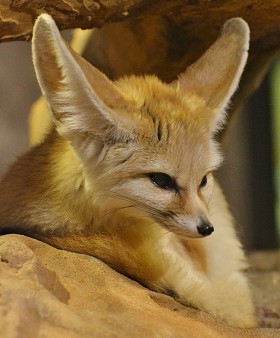 狐狸 (Vulpes zerda)