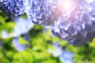 绣球花盛开在花园举行日本镰仓下, 起了雨