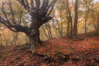 有霧秋山毛櫸森林景觀與落葉