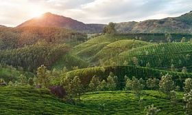 慕那尔山茶叶种植园的绿色山谷