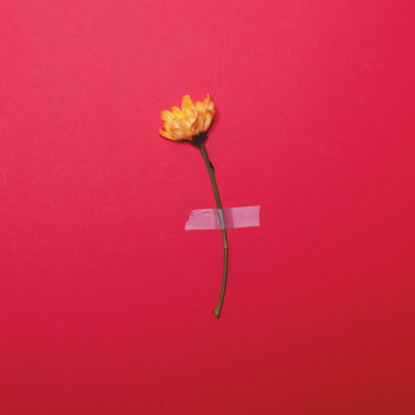 黃色鮮花貼上紅色柔和的背景-最小 fl