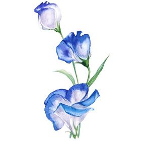 花eustoma分支孤立在白色背景上水彩插图