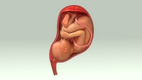 在女性腹中的宝宝图片