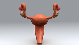 女性子宫解剖图片