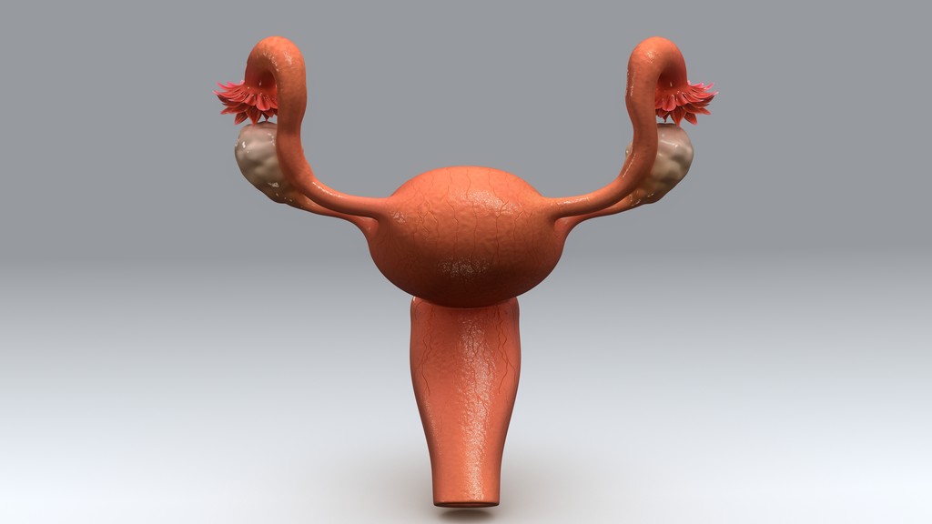 女性子宫解剖图片