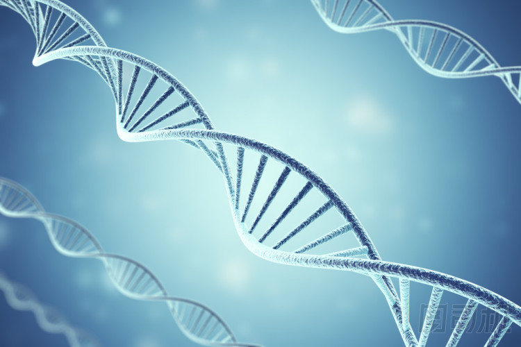 Concetp 數(shù)碼插畫 Dna 結構。3d 渲染