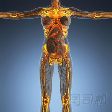 在 x 射線與人體科學(xué)解剖發(fā)光骷髏骨頭