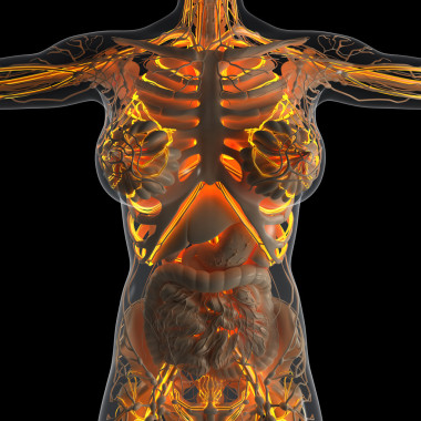 在 x 射線與人體科學(xué)解剖發(fā)光血管