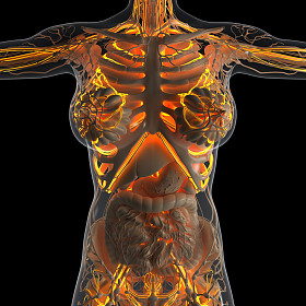 在 x 射线与人体科学解剖发光血管