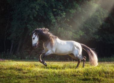 白色与黑色的鬃马跑图片