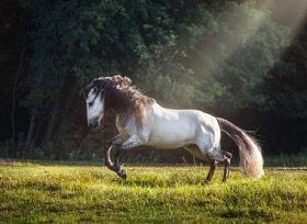 白色与黑色的鬃马跑图片