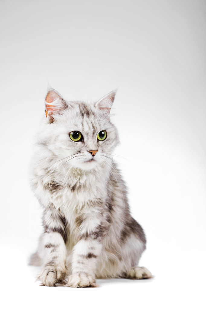猫图片
