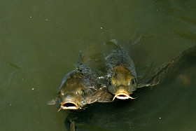 鲤鱼鱼-平安寺、 京都日本