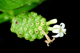 异国情调的诺丽果和孤立在黑色的花