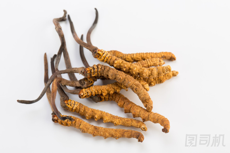 Yarsagumba 冬蟲夏草冬蟲夏草被用在傳統(tǒng)中國醫(yī)學(xué)喜馬拉雅黃金尼泊爾孤立在白色背景 