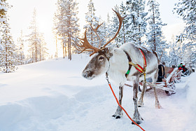 驯鹿的 safari 在芬兰