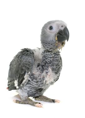 宝贝灰色鹦鹉