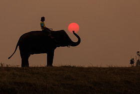 与 mahout 的美丽剪影大象走在日落时分