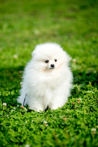 斯皮茨狗白色图片