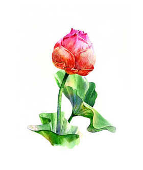水彩插图绘画的叶子和莲花