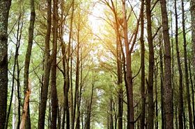 在早上的松树林