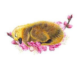 小鸭和梅花