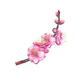 水彩梅花