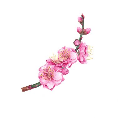 水彩梅花