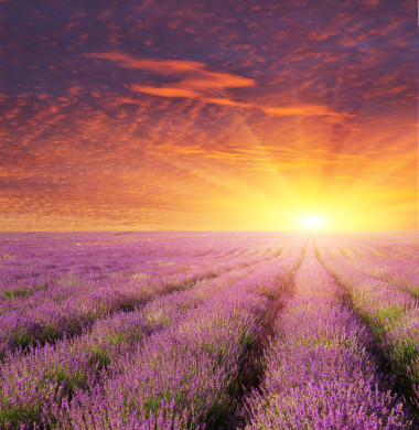 熏衣草片美麗的草地.圖片