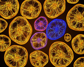 在显微镜下的微生物照片