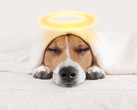  睡在床上天使光环狗