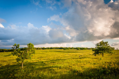 在大草地上，在弗吉尼亞州謝南多厄國(guó)家公園，樹