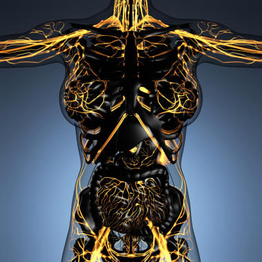 在 x 射線與人體科學(xué)解剖發(fā)光血管