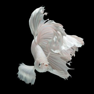 暹羅斗魚(yú)斗
