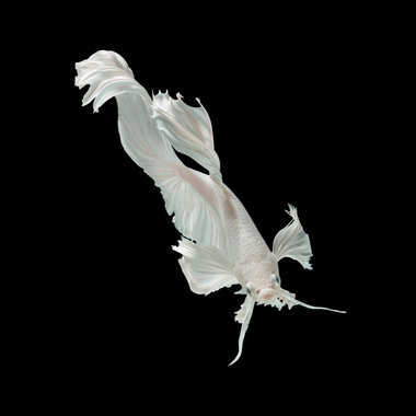 暹羅斗魚斗魚圖片