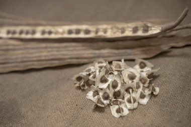 干辣木荚和种子在麻布上