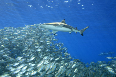 與魚出沒地帶礁鯊