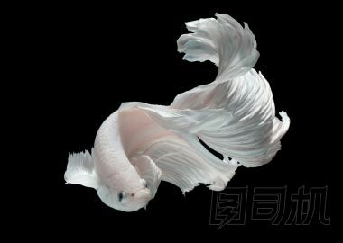 暹羅斗魚(yú)斗魚(yú)照片