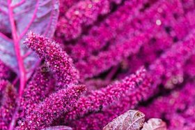 花床上的阿玛兰斯图片