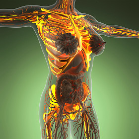 在 x 射线与人体科学解剖发光骷髅骨头